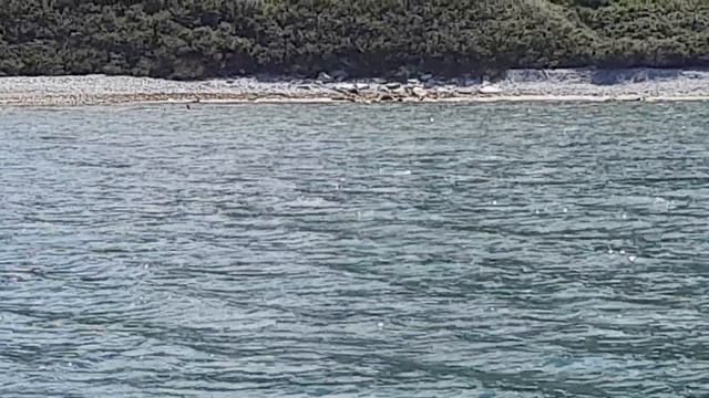 Гонимся за касатками Камчатка смотреть онлайн