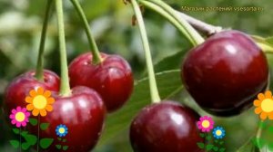 Вишня обыкновенная Жуковская. Краткий обзор, описание характеристик prunus cerasus Zhukovskaya