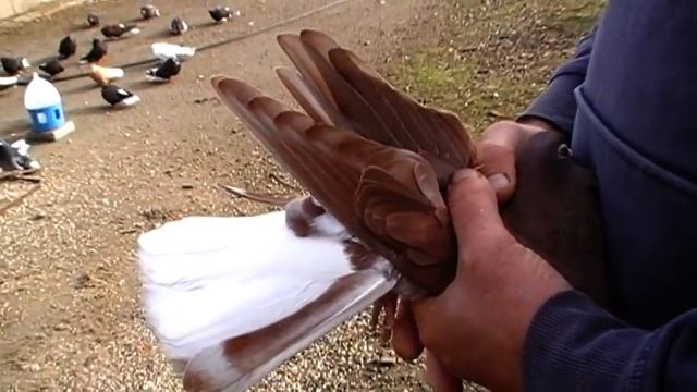 21,11,2021 часть 2 Мелитопольские голуби Виталия Лученко смотреть онлайн