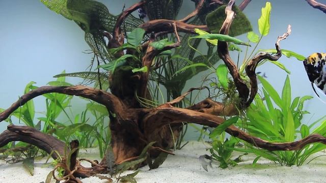 IS IT RIGHT TO BREED FANCY GOLDFISH? (why I no longer have goldfish) смотреть онлайн