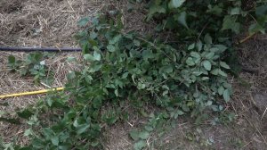 Кизил: обрезка