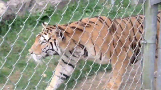 A day at Tigers for Tomorrow | Alabama | Tigers Preserve | Bengal Tiger Lion Panther смотреть онлайн