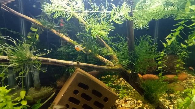 Размножение аквариумов - Блю Дрим, Попондетта Фурката. смотреть онлайн