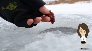 Как ловить леща на коромысло зимой? Секреты ловли леща на коромысло зимой!