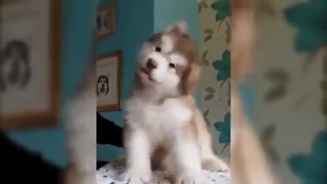 Щенок не может не дёргать головой смотреть онлайн