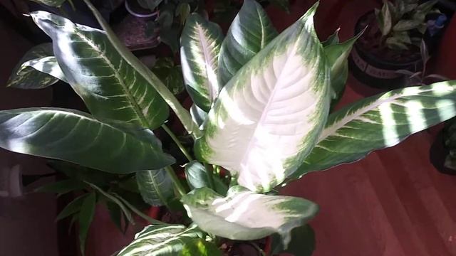 Recovering "Tropical Snow" Dieffenbachia. смотреть онлайн
