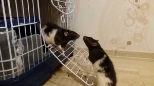Крысы дерутся  Когда нужно вмешаться?! #ratsfight #animal #крысы