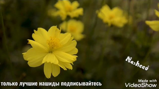 Красивый нашид 🎵🌺 новый смотреть онлайн