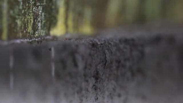 Kronospan Trends 18/19 Botanical (Кроношпан Ботанический)
