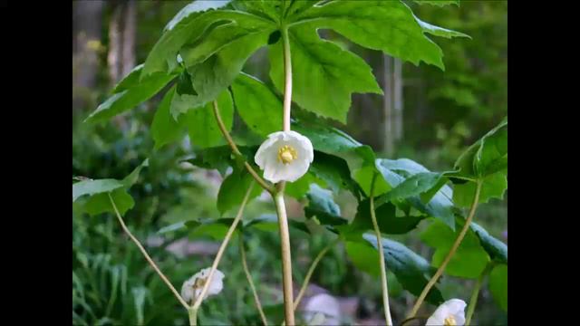 Podophyllum, Heilpflanze смотреть онлайн