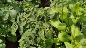 Колорадский жук и календула !