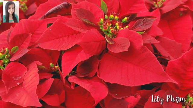 Hoa trạng nguyên/Euphorbia pulcherrima - Relaxing music - LLP 23 смотреть онлайн