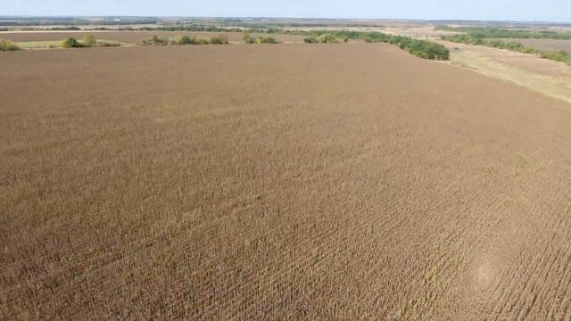 ООО"АФ Наири" Подсолнух поле №38 смотреть онлайн