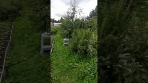 Летние сорта груши для ЛенОбл. Чижевская против Кафедральной.