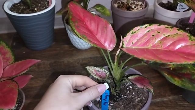 Красные аглаонемы. смотреть онлайн