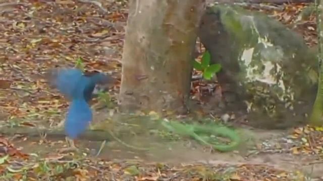 Giant Anaconda vs Lion vs Jaguar vs Python - Wild Animal Attacks #10 смотреть онлайн