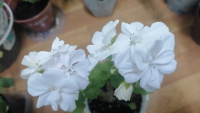 Обзор пеларгонии, сорт Принц Николай смотреть онлайн