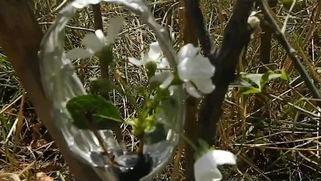 В октябре цветет вишня,привой. смотреть онлайн
