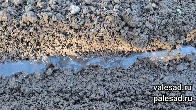 ПОСЕЙТЕ ТАК МОРКОВЬ! Быстрые всходы моркови без прореживания! смотреть онлайн