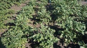 картофель суперэлита каменский, утро раннее, ласунок