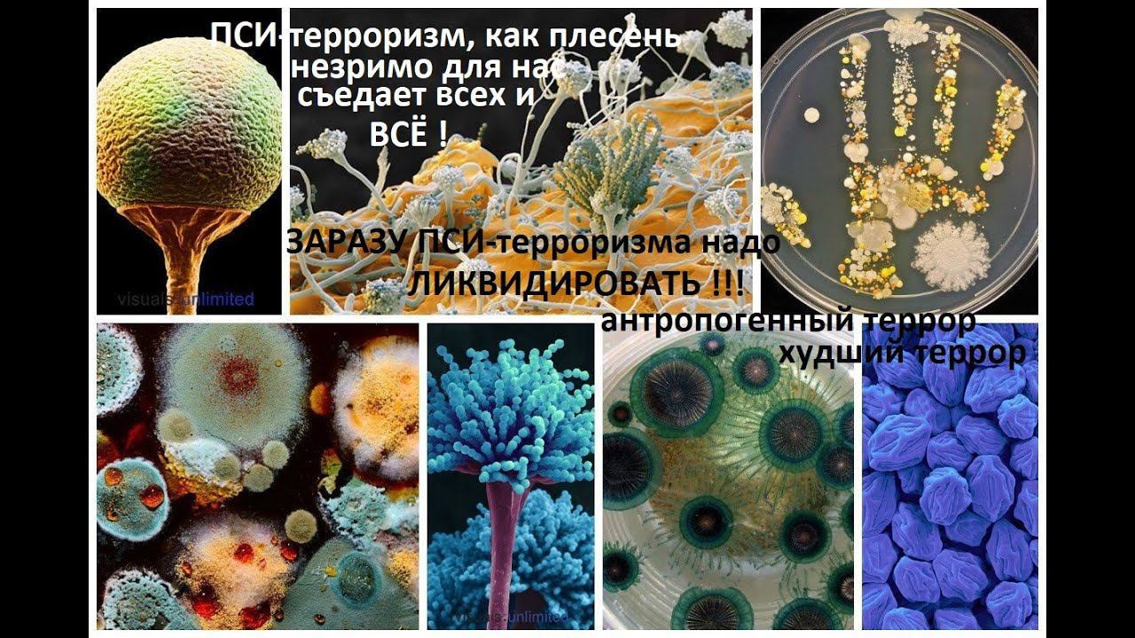 24.12.22г автор канала о признаках пси-террористического антропогенного заражения вирусами и т.д. смотреть онлайн