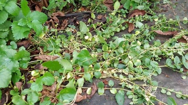 осінні роботи в саду 🦋 готую гортензії до зими🦋 воюю зі слимаками🦋 desinggarden смотреть онлайн
