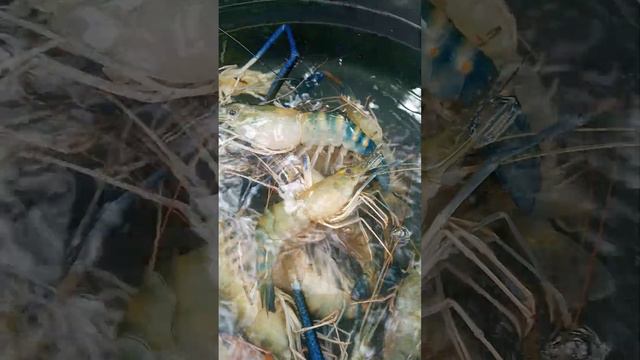 fresh catch prawns#food#short смотреть онлайн