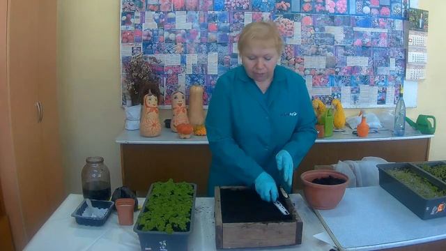 Пикировка Сальвии. Как пикировать рассаду сальвии (шалфей)