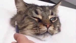 Как нарисовать кота