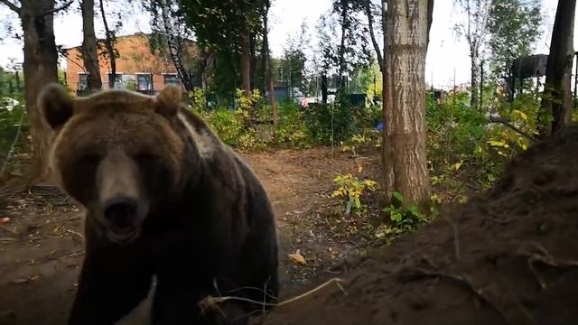 Медведь проник в город. Вот что было дальше смотреть онлайн