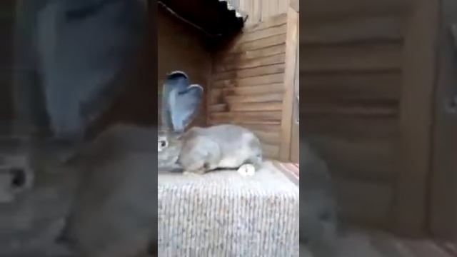 кролики великаны, немецкий Ризен Giant rabbits German risen agouti смотреть онлайн