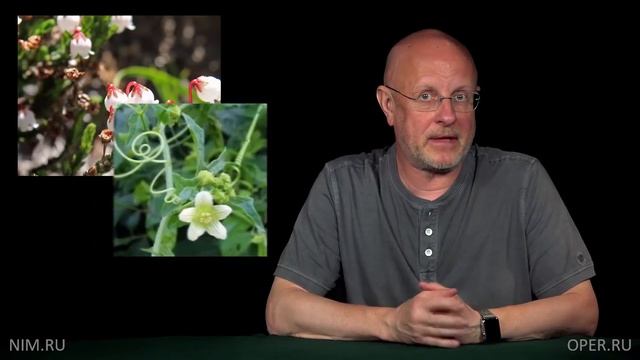 Гоблин - Гомеопатия в 6 млрд $ бестолковое средство для бестолковых смотреть онлайн