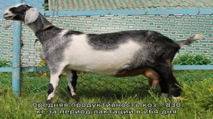 Особенности зааненской породы коз