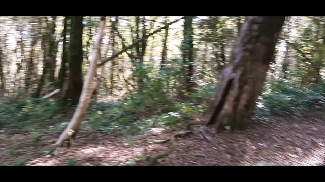 Сочи 2020 ? Маршрут "Малое кольцо" в Тисо-самшитовой роще ?Хоста смотреть онлайн