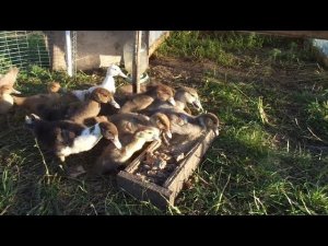 ЧЕМ Я КОРМЛЮ МУСКУСНЫХ УТОК И УТЯТ / КОРМЛЕНИЕ ИНДОУТОК