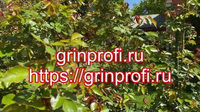ЧЕМ Я ПОДКАРМЛИВАЮ РОЗЫ РАННЕЙ ВЕСНОЙ. смотреть онлайн