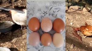 Чем кормлю кур?, как устроен курятник ? Куры несушки в Крыму