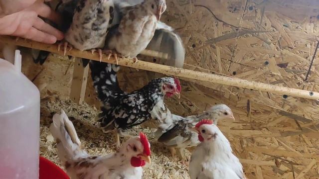 Подрощенные цыплята малазийской серамы смотреть онлайн