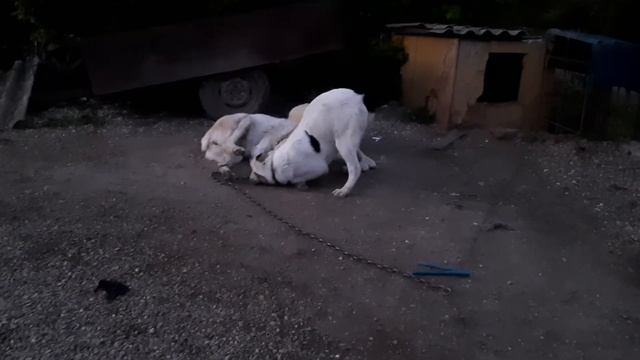 #Алабай #САО 🐕 Ральф играет со старшей сестрой 🦴 смотреть онлайн