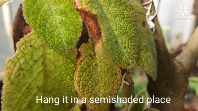 EPISCIA PROPAGATION IN COCONUT SHELL смотреть онлайн