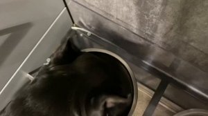 Ужин 4 Кане Корсо и мини чиха) ❤️#tttt #канекорсо #canecorsoitaliano #cane