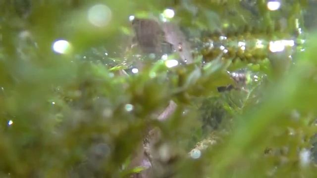 ЧТО ЭТО.mp4 смотреть онлайн