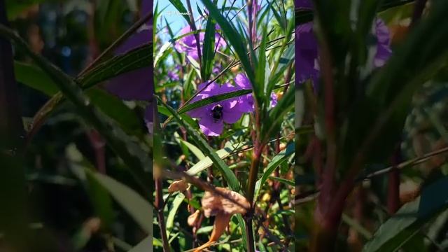 ??Турецкий шмель и Руэллия Бриттона?Turkish bumblebee and ruella Britton смотреть онлайн