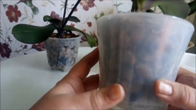 Первый полив орхидеи реанимашки))Цветение орхидей продолжается!))) смотреть онлайн