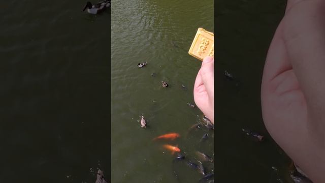 Кормление живности в зоопарке Тобу смотреть онлайн