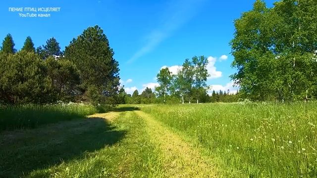 ПЕНИЕ СЛАВКИ,ЗЯБЛИКОВ И ПЕНОЧКИ-ЭТО ПЕВЧИЙ ОРКЕСТР ОТ БОГА.ИСЦЕЛЯЕТ НЕРВНУЮ СИСТЕМУ,ДАРИТ РАДОСТЬ. смотреть онлайн