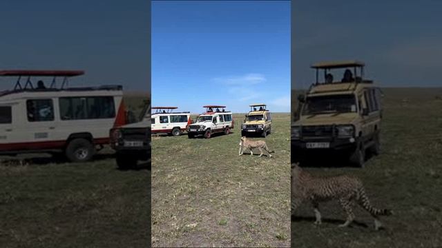 Кения. Kenya. 肯尼亚。 смотреть онлайн