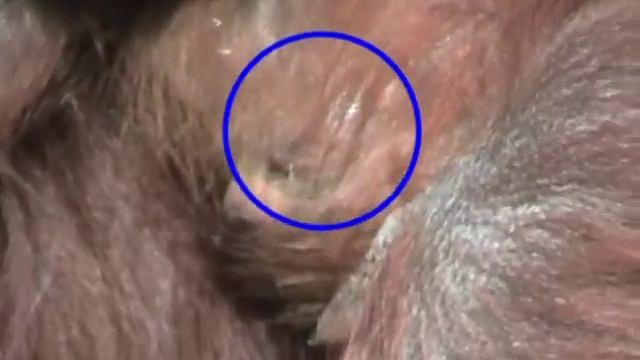 Orangutan Baby With A Tail