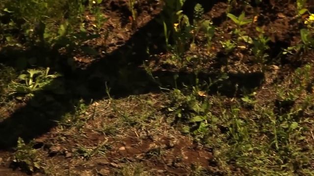 Origin of Markov chains | Journey into information theory | Computer Science | Khan Academy смотреть онлайн