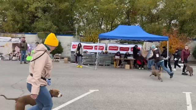 Национальная выставка Американских Питбуль Терьеров класс Юниор смотреть онлайн